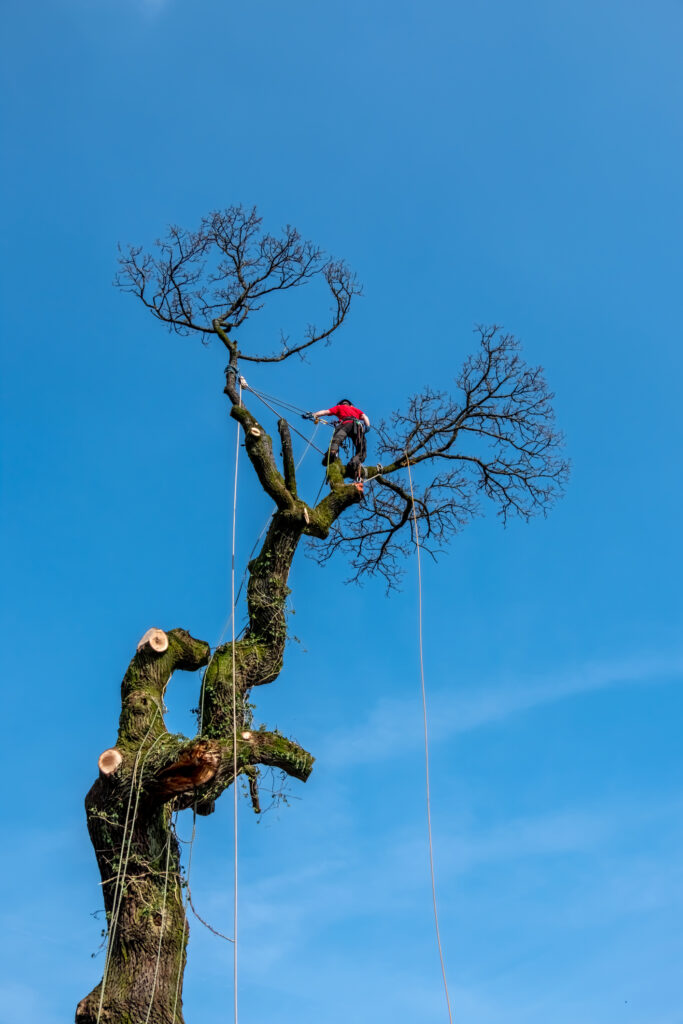 Baumpflege Karlsruhe