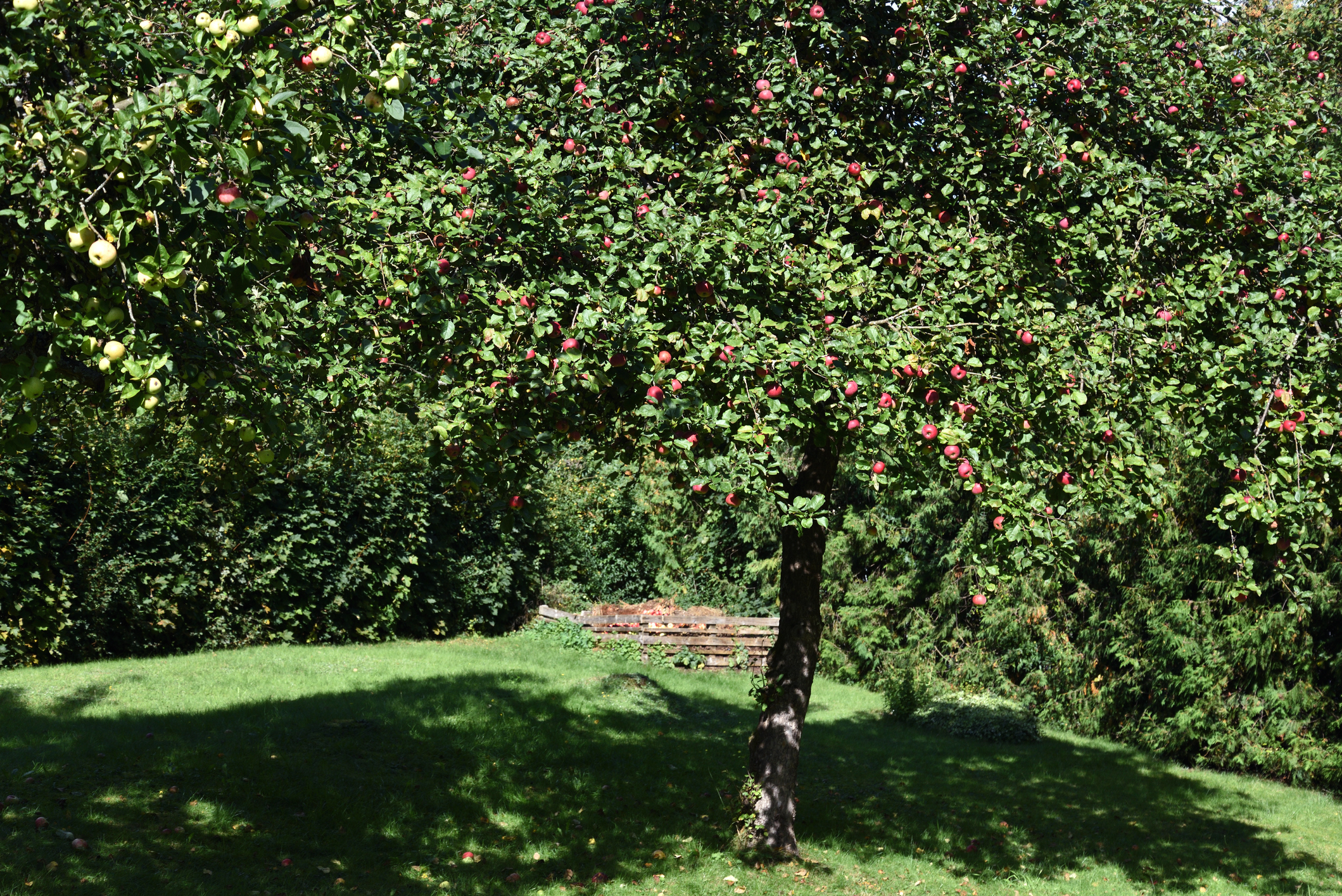 Apfelbaum schneiden Obstbaumschnitt Baumpflege Karlsruhe